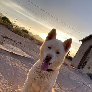 Meet your Posher, Elon